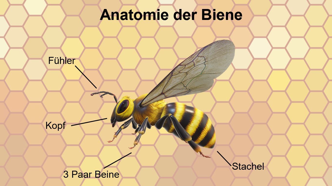 Präsentation - Bienen