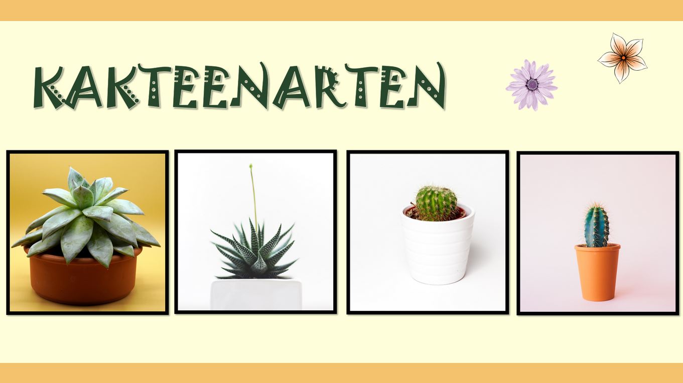 Präsentation - Die Kaktus-Philosophie