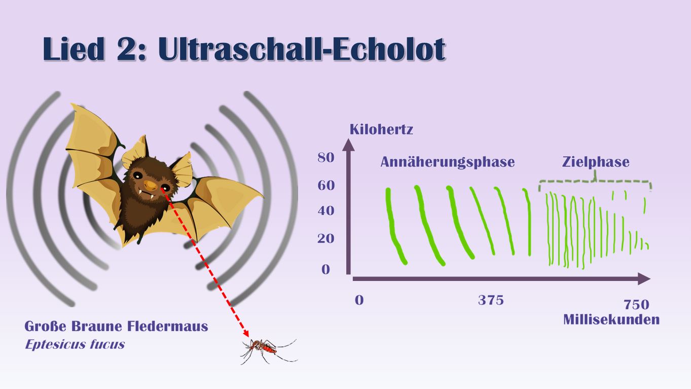Präsentation - Jagdlieder von Fledermäusen