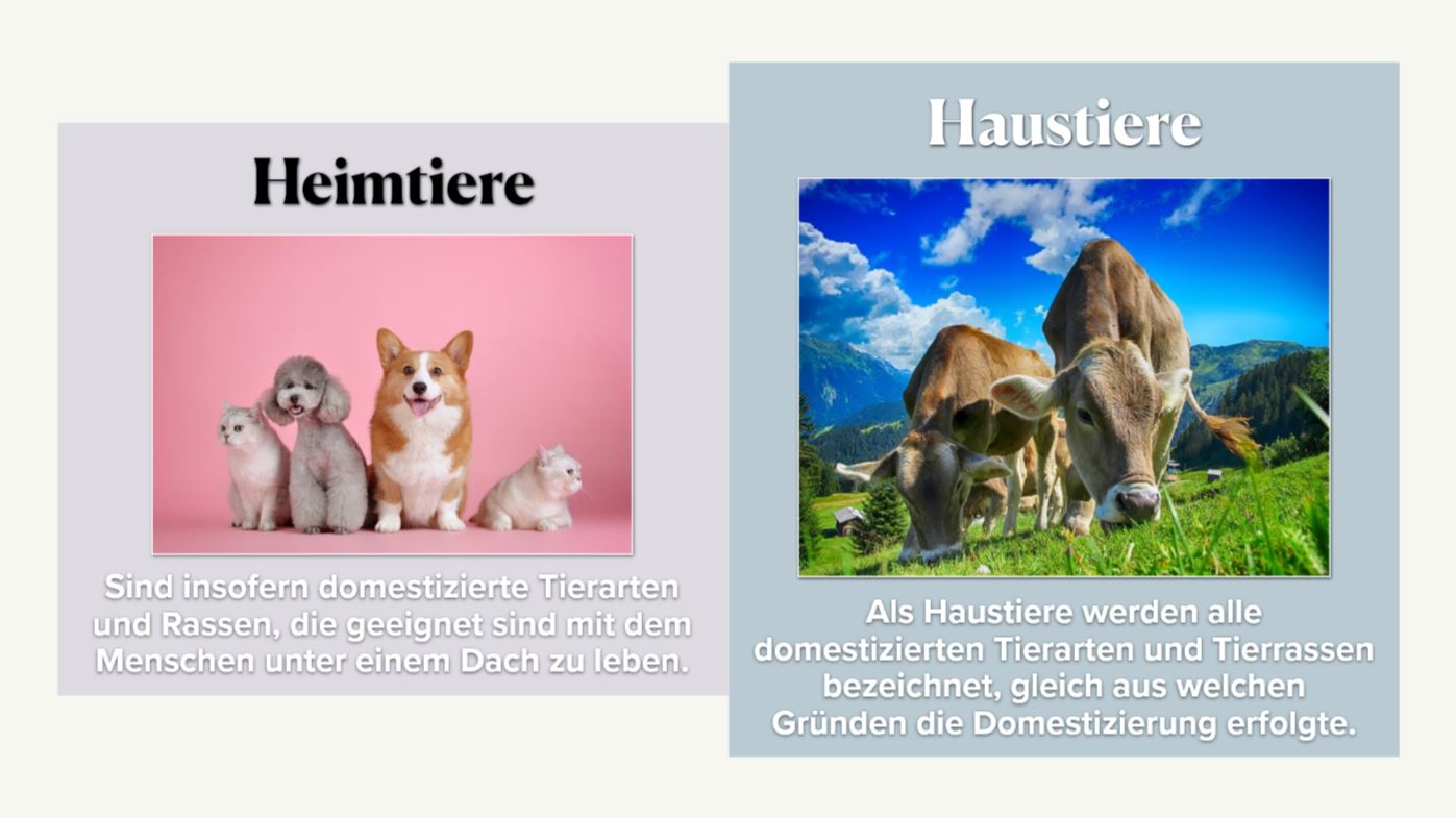 Präsentation - Haustiere