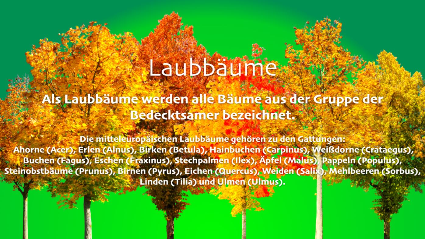 Präsentation - Laubbäume