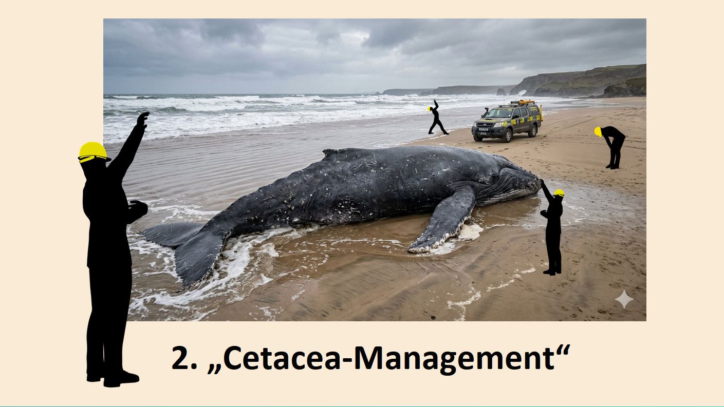 Präsentation - Gestrandeter wal